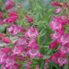 300+ CALICO BEARDTONGUE Flower Seed American Native Wildflower Woodlands F/P Sun