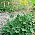 1000+ ALUMROOT / CORAL BELLS Seeds American Native Wildflower Prairie Woodlands