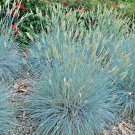 600+BLUE FESCUE Ornamental Grass Seeds Clumping Drought Tolerant Low Maintenance