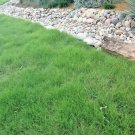 1OZ=15,001 BUFFALO GRASS Seed Native Prairie Sedge Low Maintenance Drought Turf