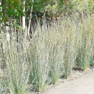 1OZ=12,001 LITTLE BLUESTEM Seed American Native Prairie Grass Ornamental 36""Tall