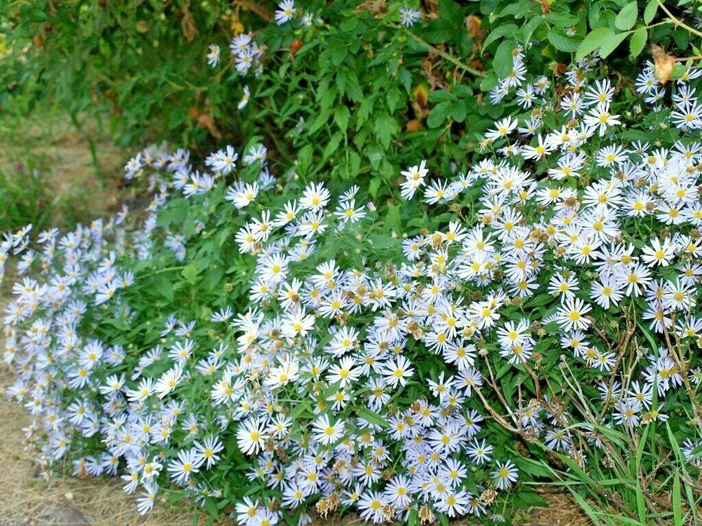 200+ FALSE ASTER Seeds American Native Wildflower Wet / Normal Soils Fall Flowers
