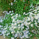 200+ FALSE ASTER Seeds American Native Wildflower Wet / Normal Soils Fall Flowers