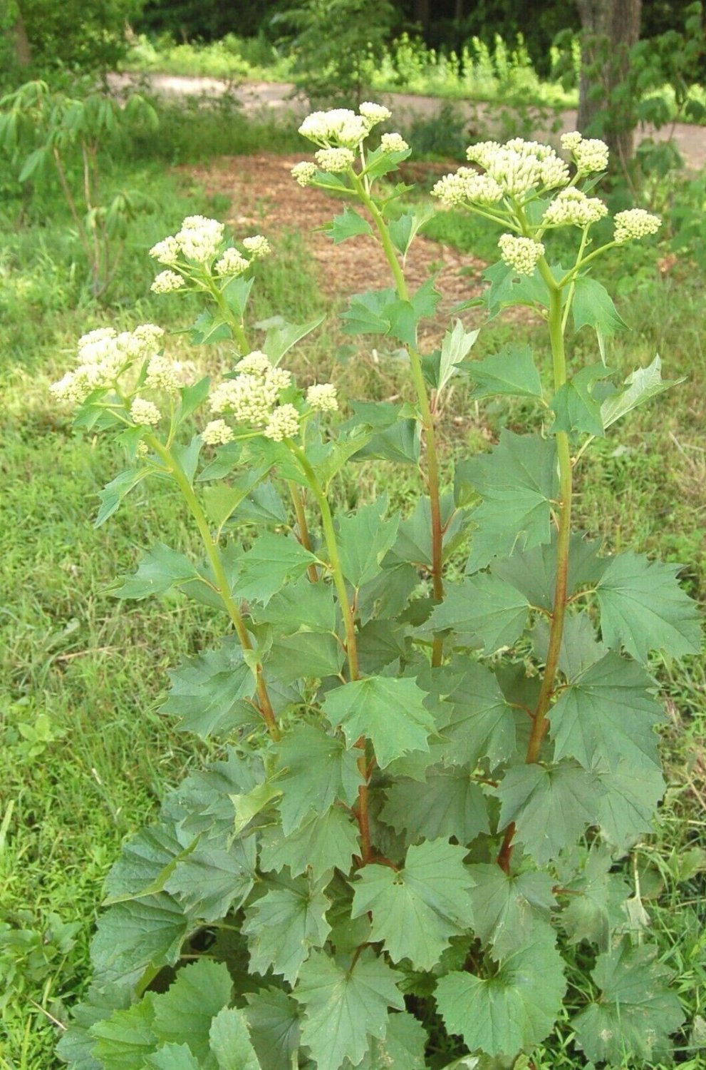 100+ GREAT INDIAN PLANTAIN American Native Wildflower 8 ft Tall Prairie Woodlands