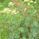 100+ GREAT INDIAN PLANTAIN American Native Wildflower 8 ft Tall Prairie Woodlands