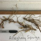 5 ALLEGHENY SPURGE roots ,(Pachysandra procumbens)