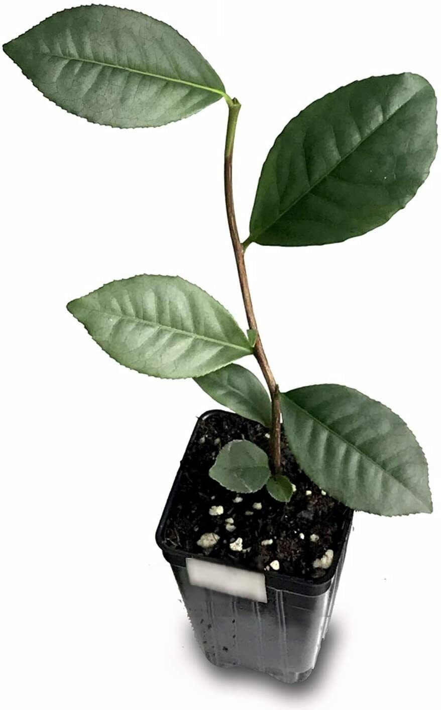 Tea Plant (Green Tea) - Camellia sinensis - Live Plant