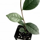 Tea Plant (Green Tea) - Camellia sinensis - Live Plant