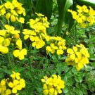 500 SIBERIAN WALLFLOWER Erysimim Cheiranthus Allionii Flower Seeds