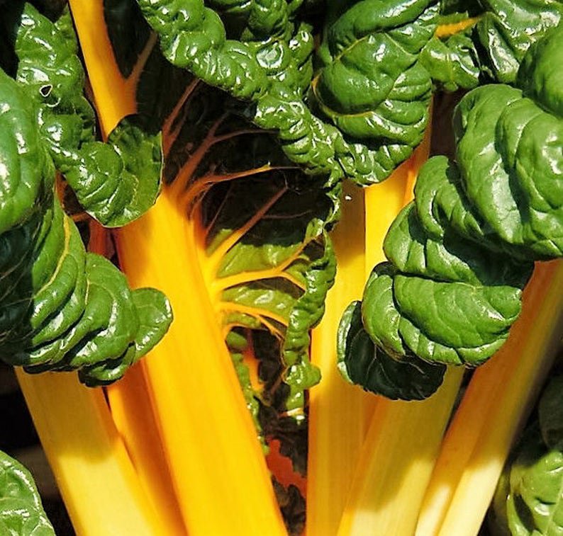 40 Yellow CANARY SWISS CHARD Beta Vulgaris Perpetual Spinach Vegetable Seeds
