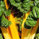 40 Yellow CANARY SWISS CHARD Beta Vulgaris Perpetual Spinach Vegetable Seeds
