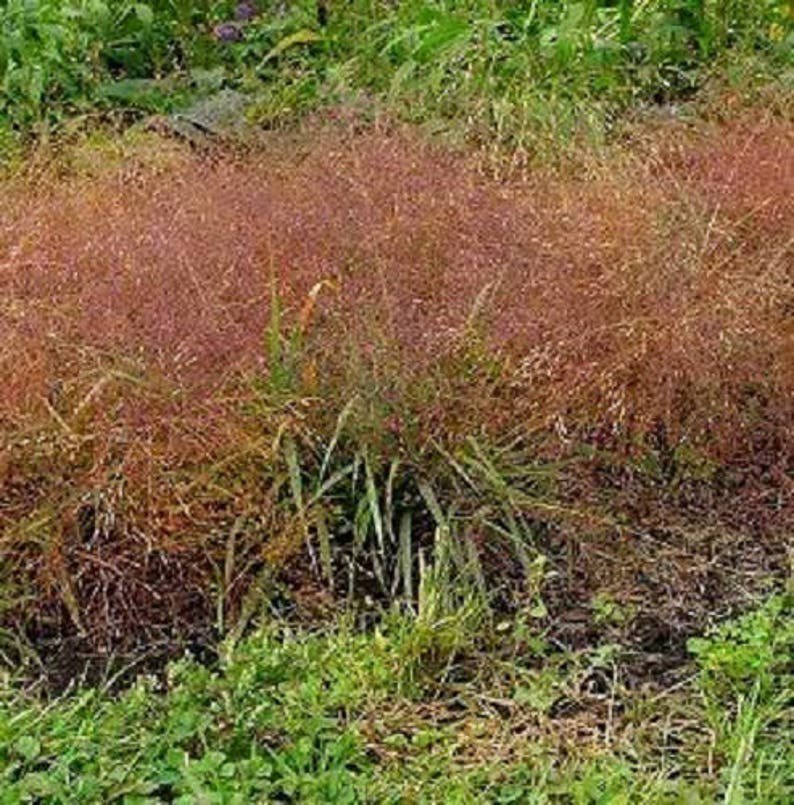 100 RUBY SILK LOVEGRASS Ornamental Love Grass Eragrostis Tef Seeds