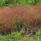 100 RUBY SILK LOVEGRASS Ornamental Love Grass Eragrostis Tef Seeds