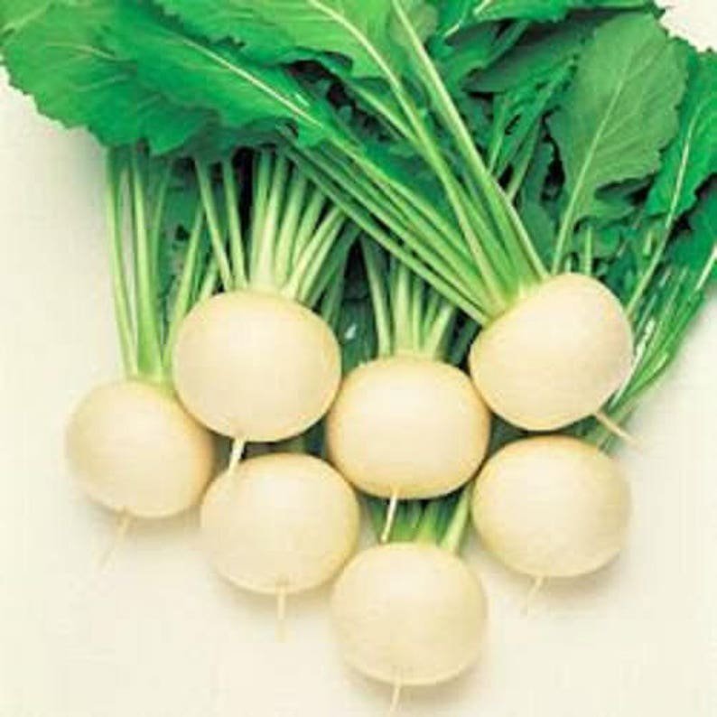 300 WHITE EGG TURNIP Brassica Rapa Vegetable Seeds