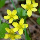 100 YELLOW AVENS Geum Aleppicum Moist Wetland Flower Seeds