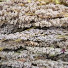 100 Organic PEPPERMINT QUINOA Grain Chenopodium Quinoa White & Green Heads - White Seeds