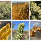 100 FOURWING SALTBRUSH Atriplex Canescens Gray Sage Brush Chamiso Desert Shrub Seeds