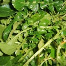 1500 WRINKLED CRINKLED CRESS Garden Lepidium Sativum Greens Vegetable Seeds
