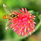 50 Red LADY'S PAINTBRUSH Tassel Flower Emilia Javanica Coccinea 'Scarlet Magic' Seeds