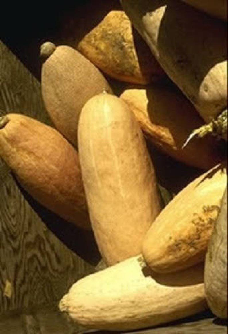 25 Jumbo PINK BANANA SQUASH Perilla Frutescens Heirloom Winter Vegetable Seeds