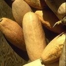 25 Jumbo PINK BANANA SQUASH Perilla Frutescens Heirloom Winter Vegetable Seeds