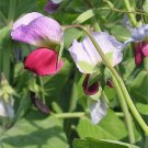 50 AUSTRIAN WINTER PEA Caley Flower Pisum Sativum Ground Cover Crop Legume Seeds