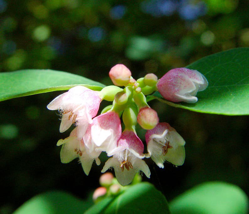 30 WESTERN SNOWBERRY Shrub White Pink Flower Symphoricarpos Occidentalis Seeds