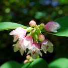 30 WESTERN SNOWBERRY Shrub White Pink Flower Symphoricarpos Occidentalis Seeds