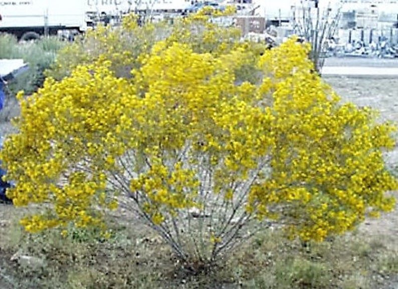 25 Yellow SILVER CASSIA Silvery Leaf Senna Aremisiodes Seeds