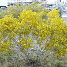 25 Yellow SILVER CASSIA Silvery Leaf Senna Aremisiodes Seeds