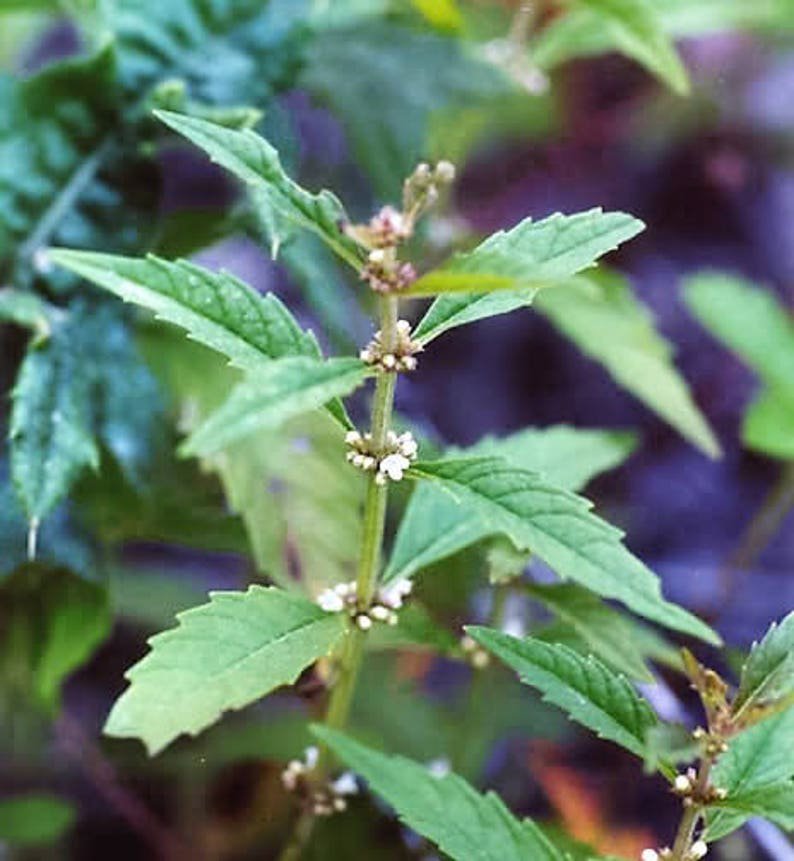 20 WATER HOREHOUND Lycopus Americanus American Bugleweed Herb Flower Seeds