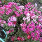 500 MIXED COLORS GODETIA Clarkia Amoena Flower Seeds