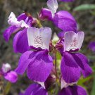 500 CHINESE HOUSES Pagodas Collinsia Heterophylla Flower Seeds