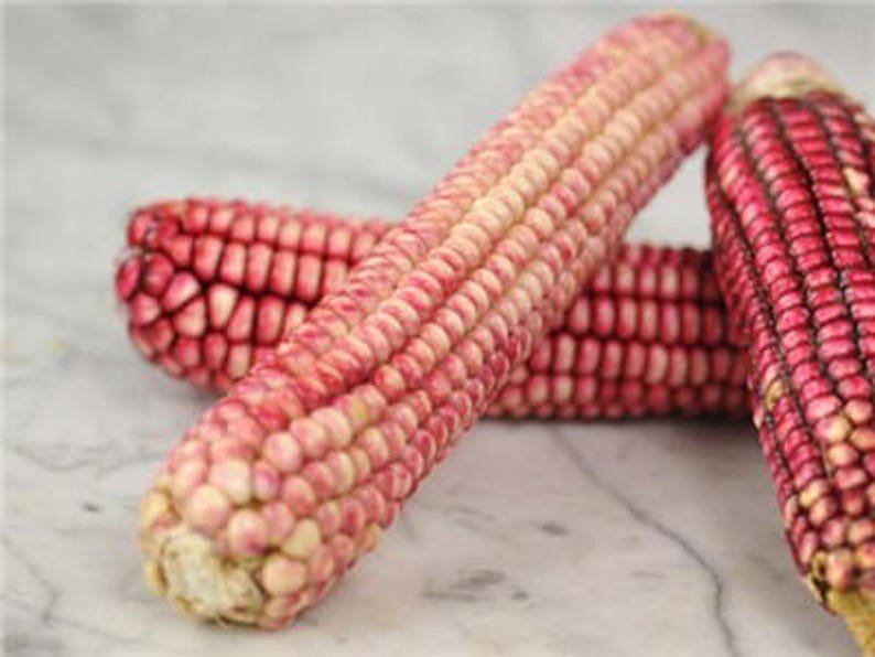 15 Pink GLASS GEM CORN Ornamental & Edible Zea Mays Vegetable Seeds