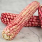 15 Pink GLASS GEM CORN Ornamental & Edible Zea Mays Vegetable Seeds