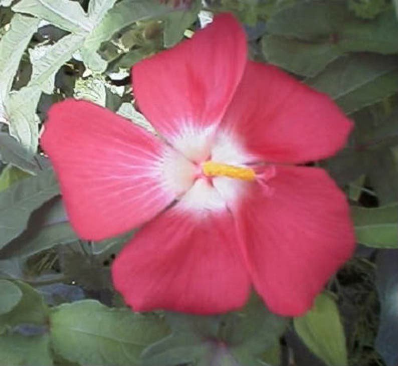 40 AMBRETTE / MUSK MALLOW Hibiscus Abelmoschus Moschatus Flower Seeds