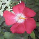 40 AMBRETTE / MUSK MALLOW Hibiscus Abelmoschus Moschatus Flower Seeds