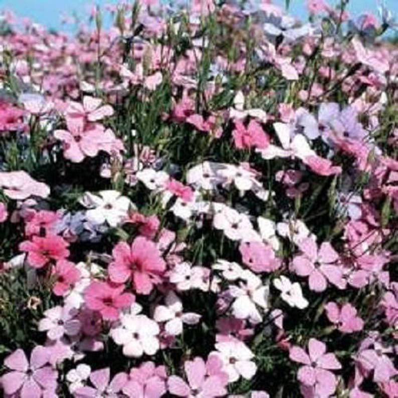 500 Oculata MIXED COLORS VISCARIA (Rose of Heaven / Rose Angel) Silene Coeli-Rosa Flower Seeds