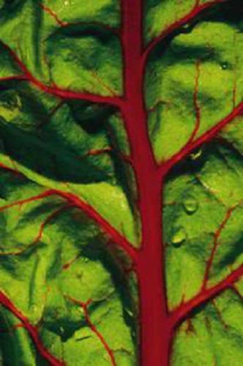 300 Ruby RED SWISS CHARD (Perpetual Spinach) Beta Vulgaris Cicla Vegetable Seeds