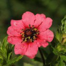 50 NEPAL CINQUEFOIL / POTENTILLA Nepalensis Pink Red Flower Seeds