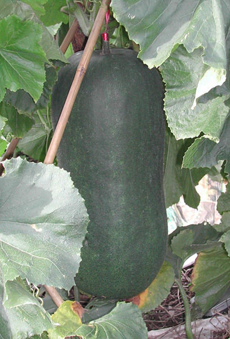 20 WAX GOURD Winter Melon White Ash Benincasa Hispida Vegetable Seeds