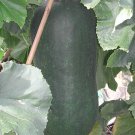 20 WAX GOURD Winter Melon White Ash Benincasa Hispida Vegetable Seeds