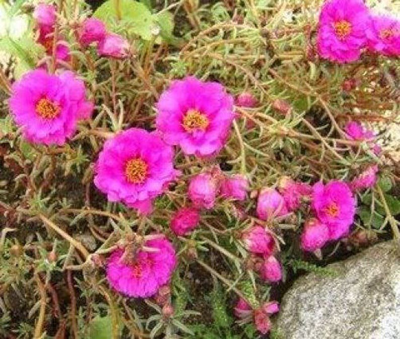 100 Pink PORTULACA Grandiflora / MOSS ROSE Flower Seeds