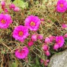100 Pink PORTULACA Grandiflora / MOSS ROSE Flower Seeds