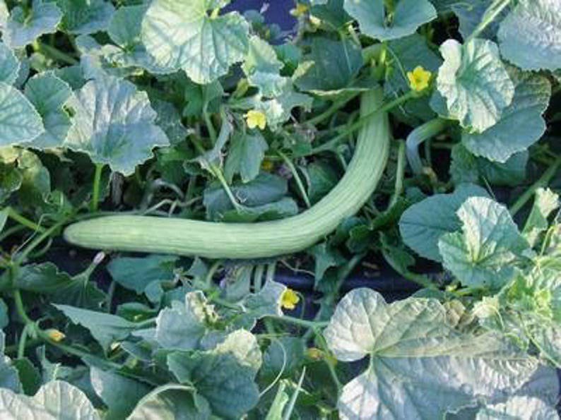 10 SNAKE GOURD Multicolored Craft Gourd Lagenaria Siceraria Vine Seeds
