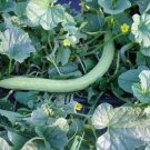 10 SNAKE GOURD Multicolored Craft Gourd Lagenaria Siceraria Vine Seeds