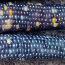 20 Mini Blue GLASS GEM CORN Miniature Ornamental Edible Zea Mays Vegetable Seeds