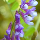 100 HAIRY CROWN VETCH (Russian Vetch) Vicia Villosa Flower Vine Seeds