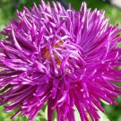 30 VIOLET Purple NEEDLE ASTER Callistephus Unicom Flower Seeds