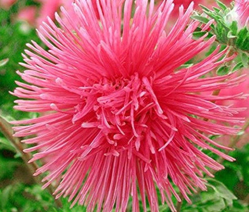 30 SALMON NEEDLE ASTER Callistephus Unicom Flower Seeds
